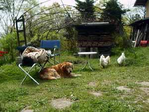 愛犬グルと烏骨鶏