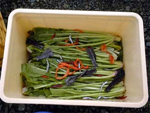野沢菜漬け