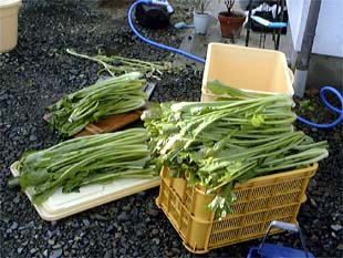 野沢菜15キロ