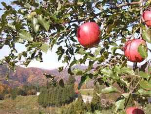 完熟のフジと紅葉の前山