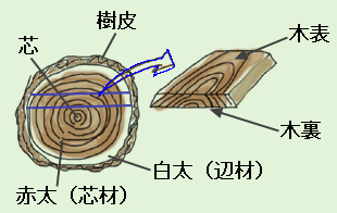 木裏と木表